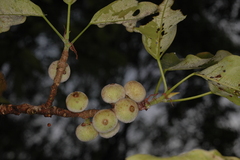 Ficus virens
